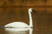 SWANS AND GEESE